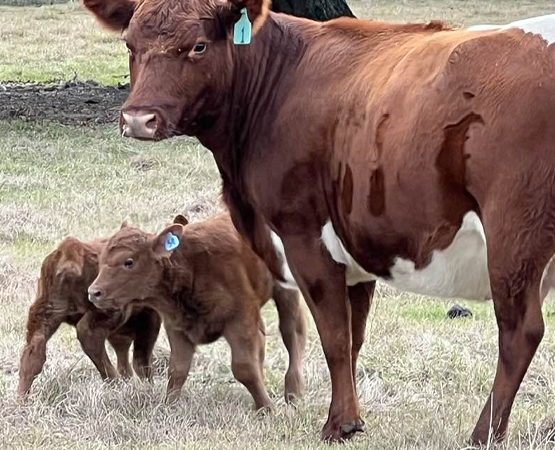 A cow with two calves