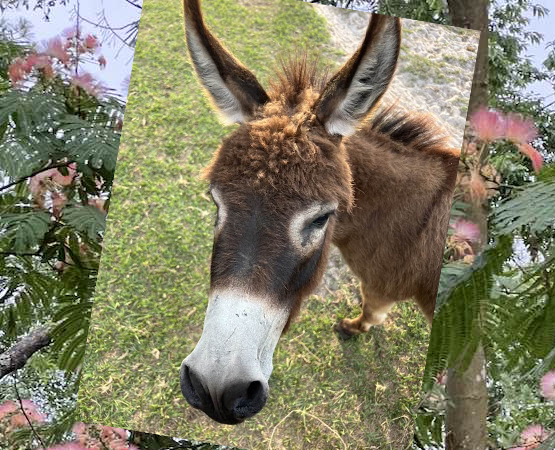 A young girl pats a donkey's nose