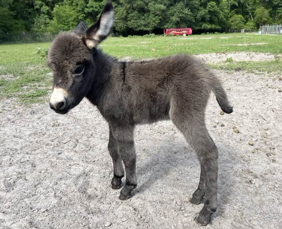 Cutest baby miniature donkey