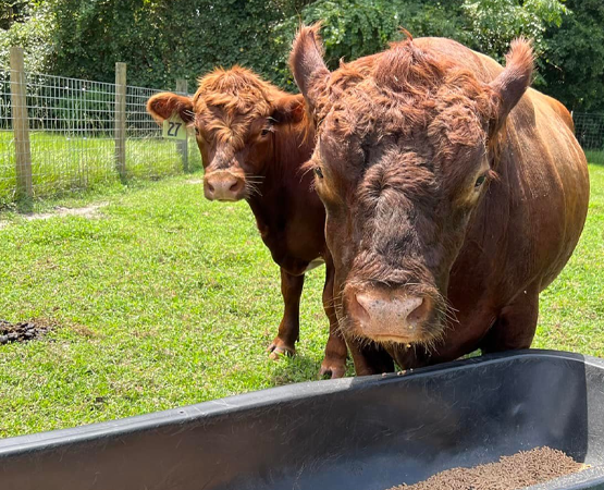 Cows at the feeding trough