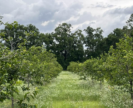 Fruit Trees and Wildflowers